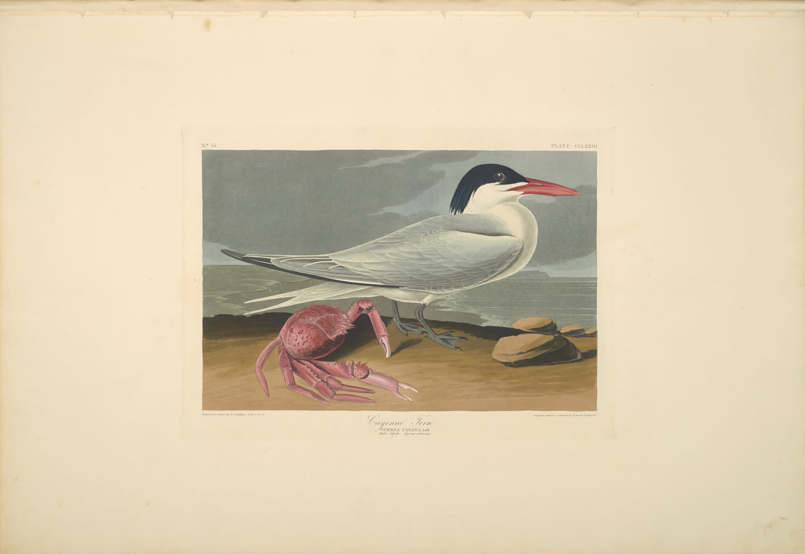 A hand-colored engraving of a Sandwich tern and a crab. 
