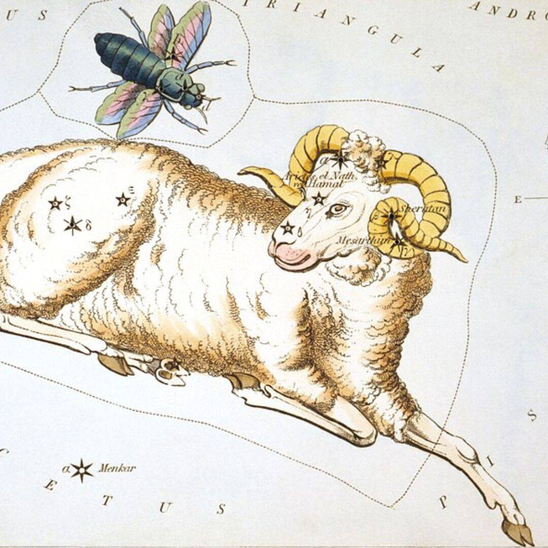 An illustration of the Aries constellation of the zodiac, overlaid with a color drawing of a ram and a fly.