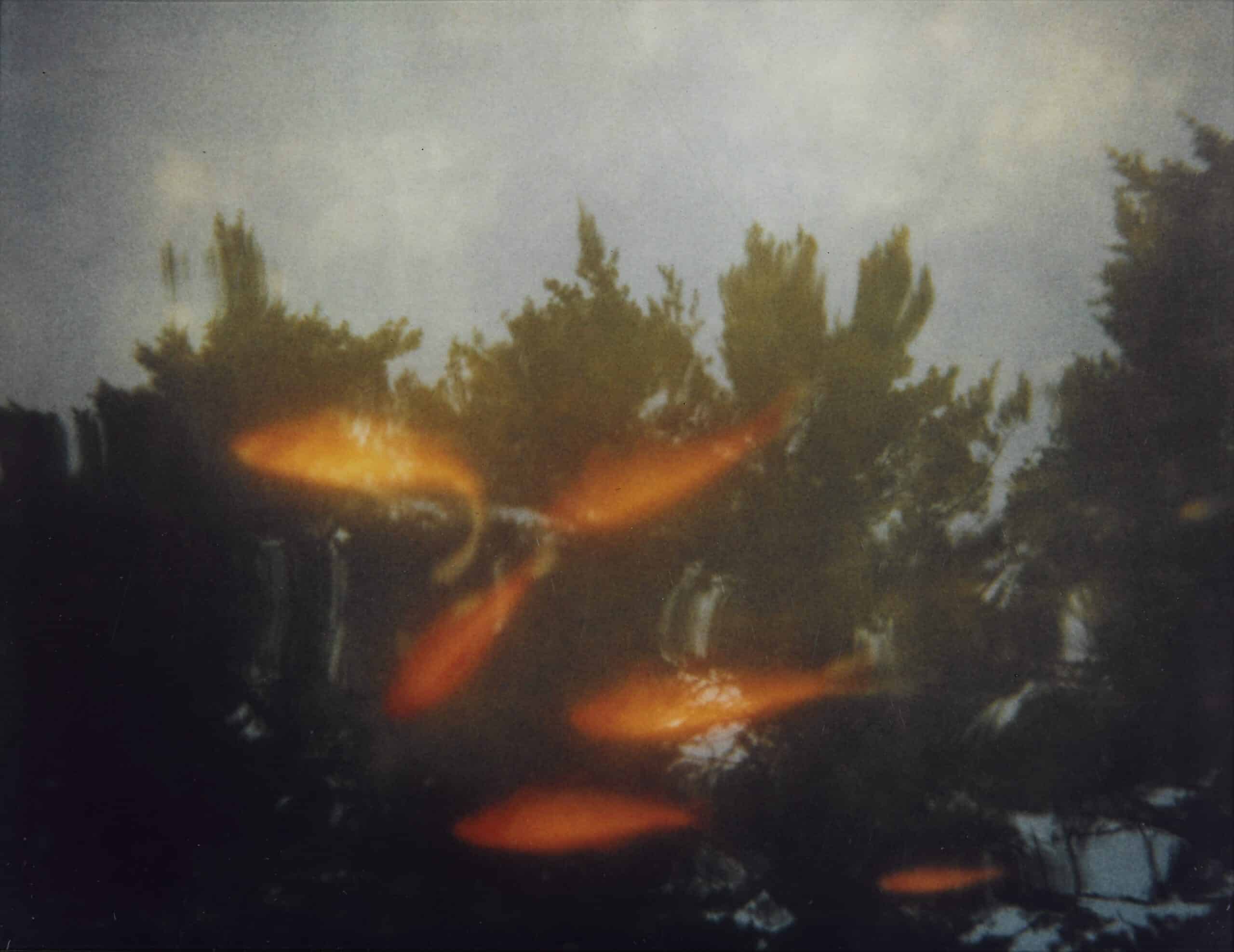 A calotype print of six goldfish in a body of water. Treetops and clouds are reflected in the water's surface. 