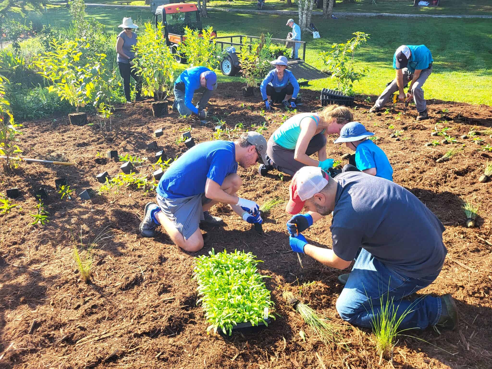 A group of people working on their hands and knees prepare a large patch of mulch for planting. 