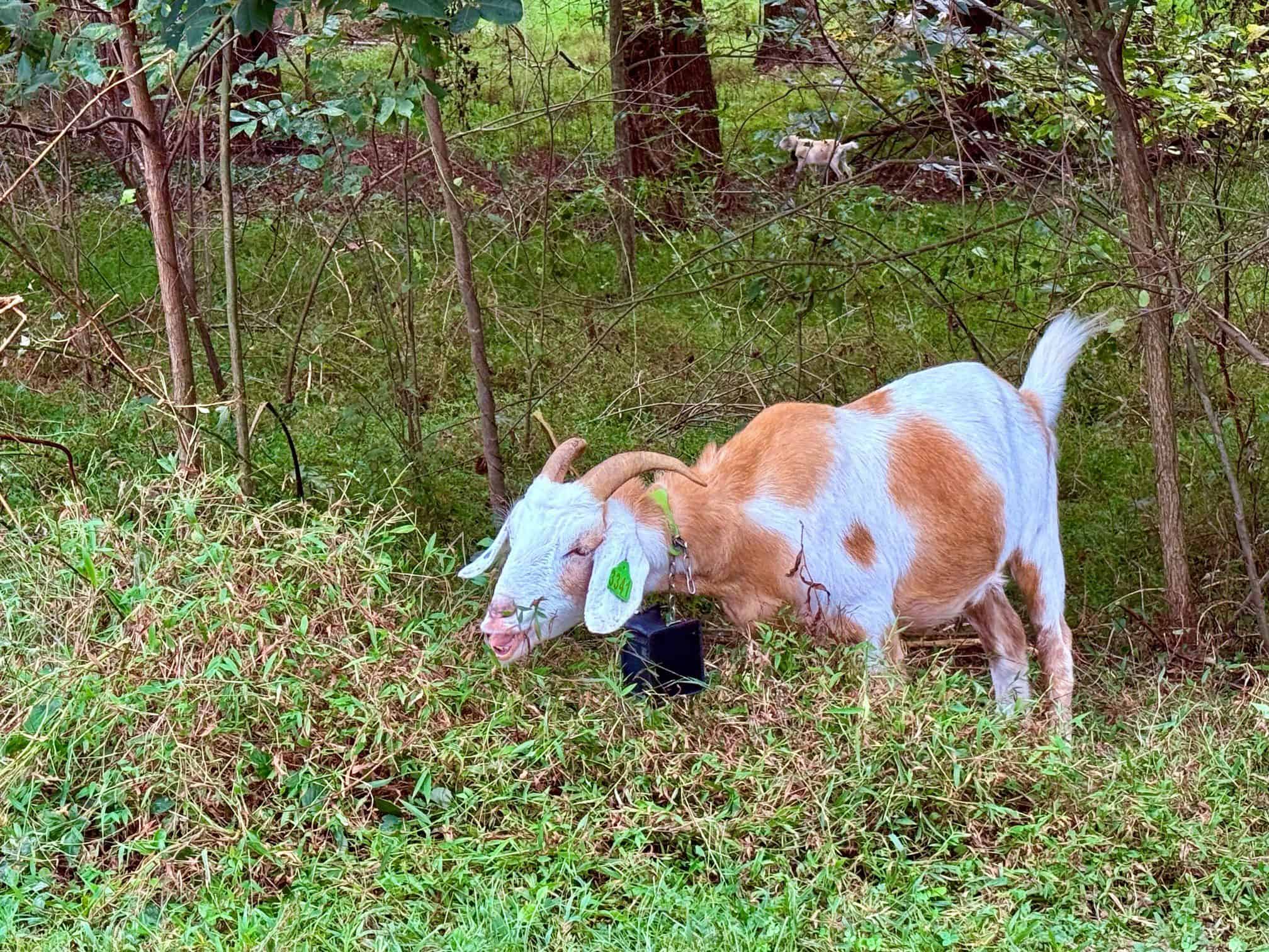 A brown and white goat with horns grazes on brush in a forest area.