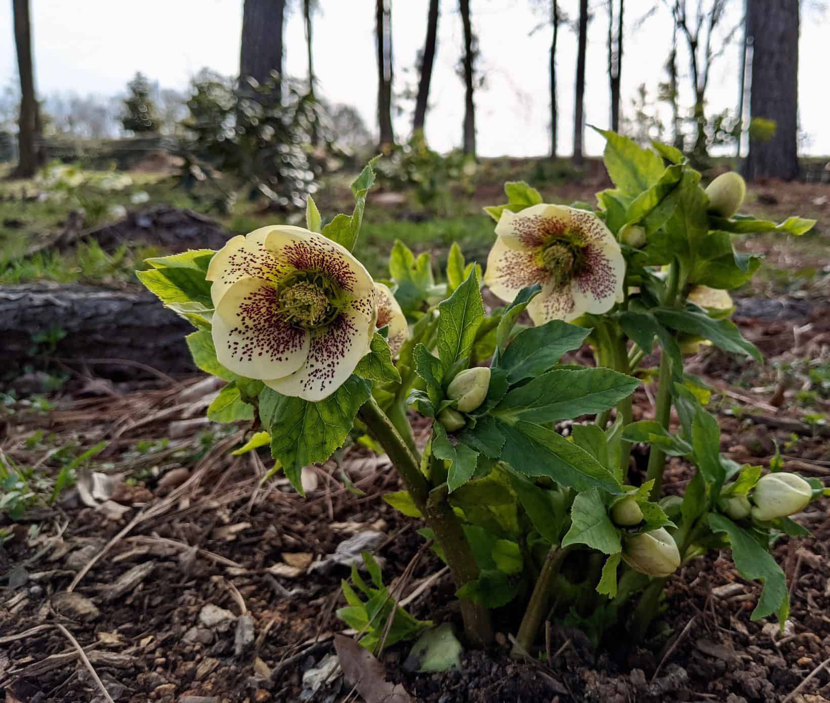 Image for What’s Blooming This Spring in the NCMA’s Ann and Jim Goodnight Museum Park