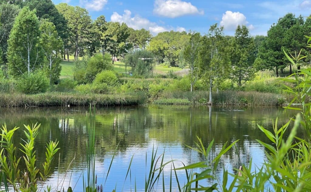 A still pond sounded by tall grasses, shrubs and trees. In the background there is grassy hill bisected by a patch of tall trees. 