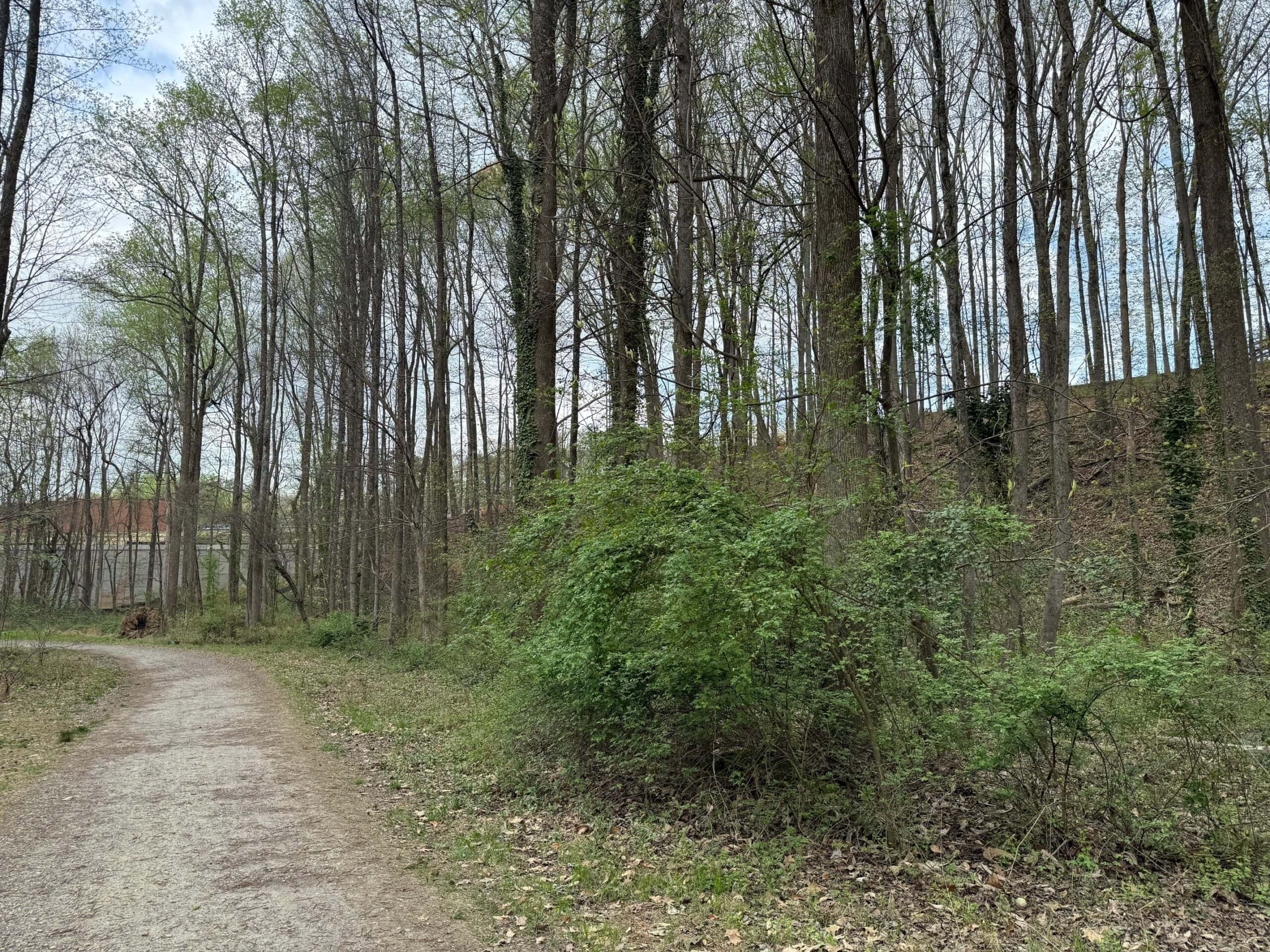 A dirt path through a forest area in winter. A large overgrown bush sits to the right of the path.
