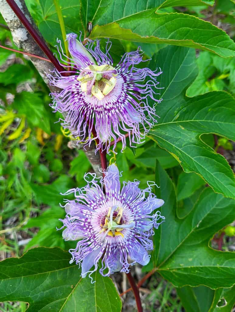 Close-up of two purple passionflower blooms with yellow centers on a vine, set against glossy green leaves.