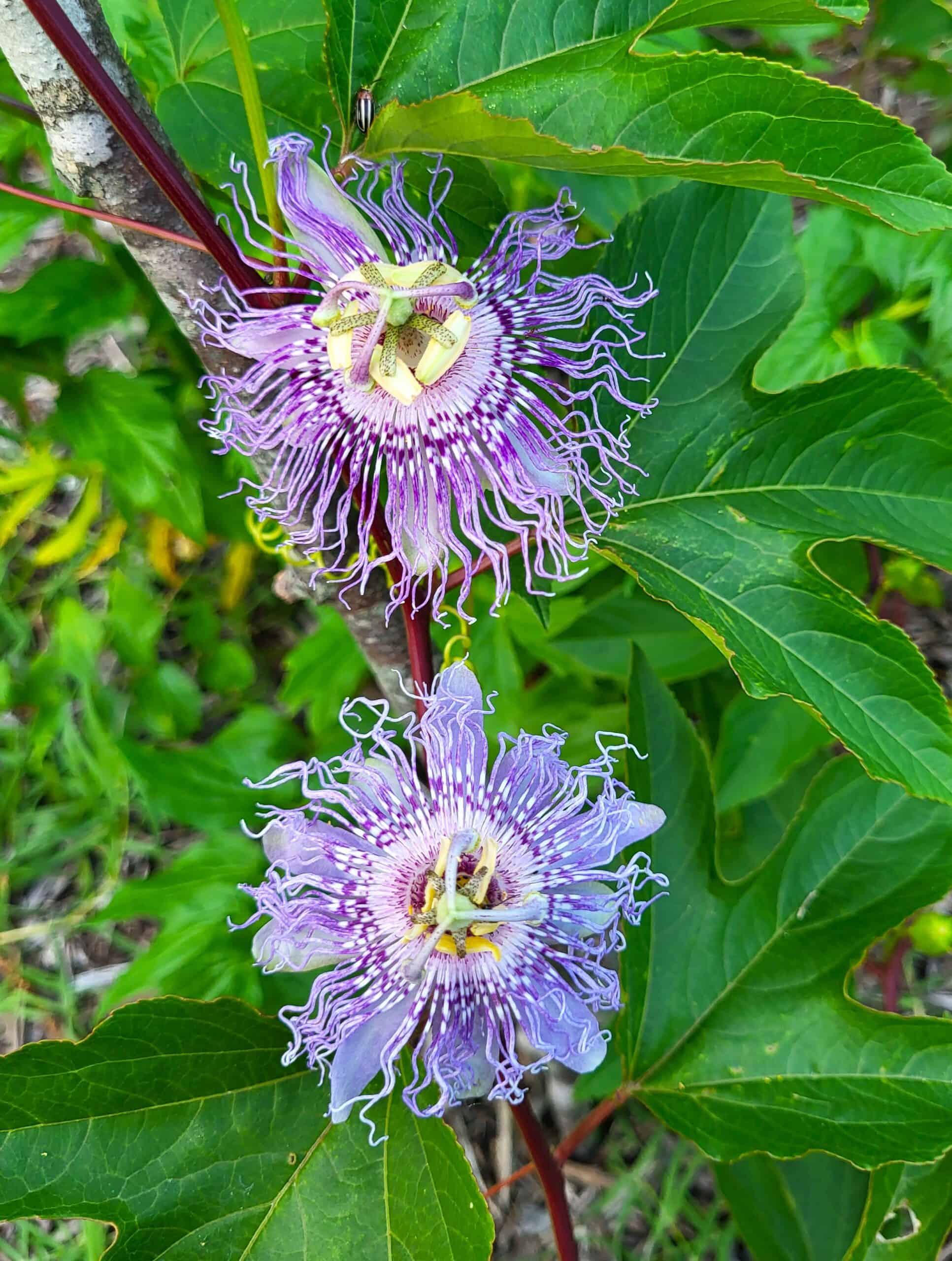 Close-up of two purple passionflower blooms with yellow centers on a vine, set against glossy green leaves.