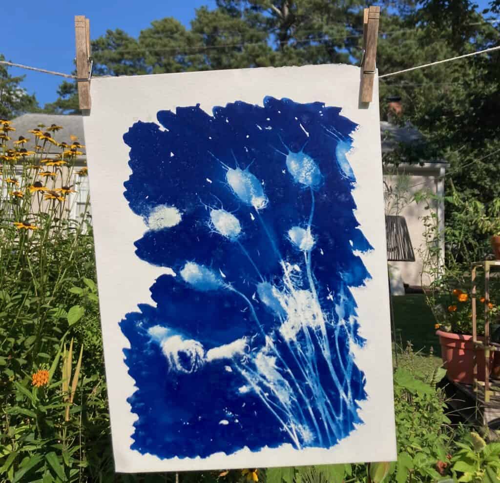 Image related to Sun Prints as Personal Archiving with Shiloh Jines 